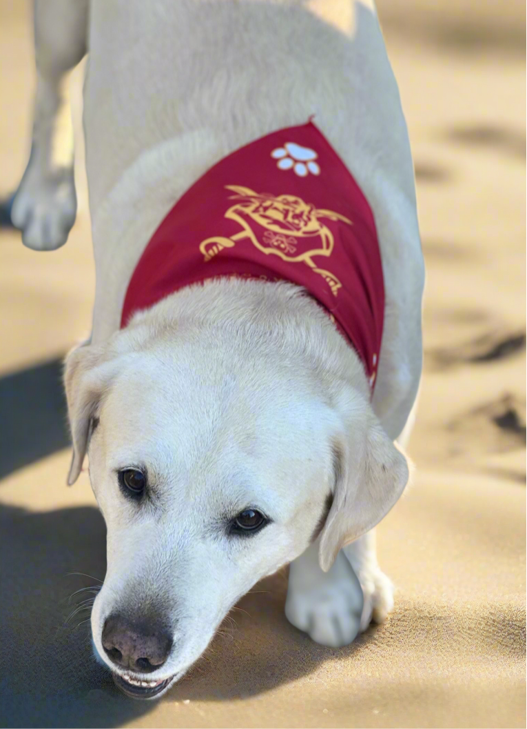 🐾 Dog Bandana 🐾